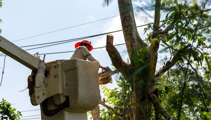 A professional in a bucket truck uses a chainsaw to cut limbs from a Bakersfield, CA tree.