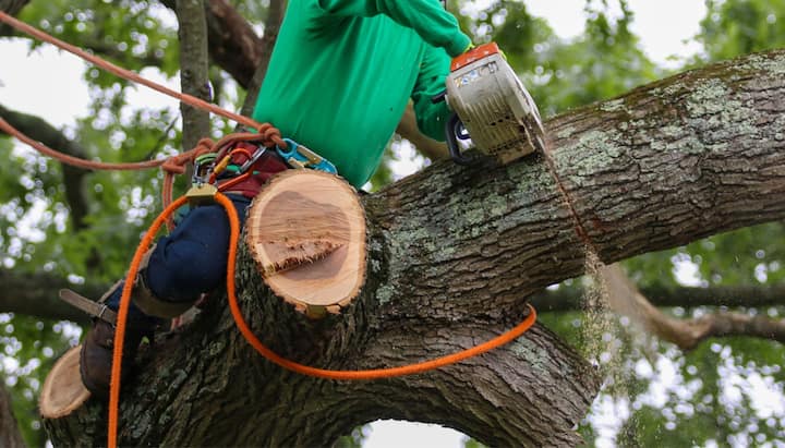 A tree removal expert uses a harness for safety while cutting a tree in a Bakersfield, CA yard.