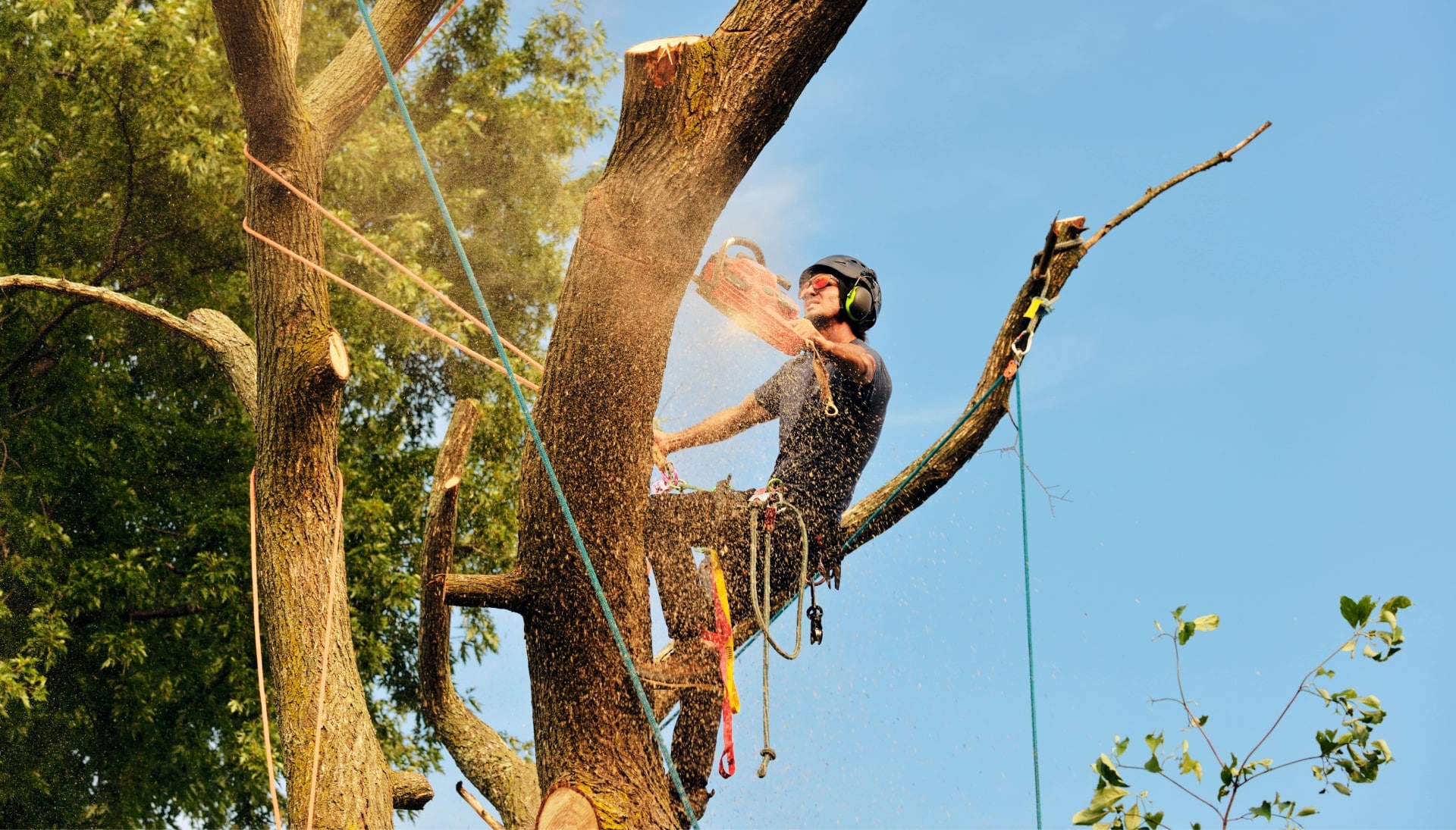 An expert tree removal technician cuts the limb off a tree on a Bakersfield, CA property.