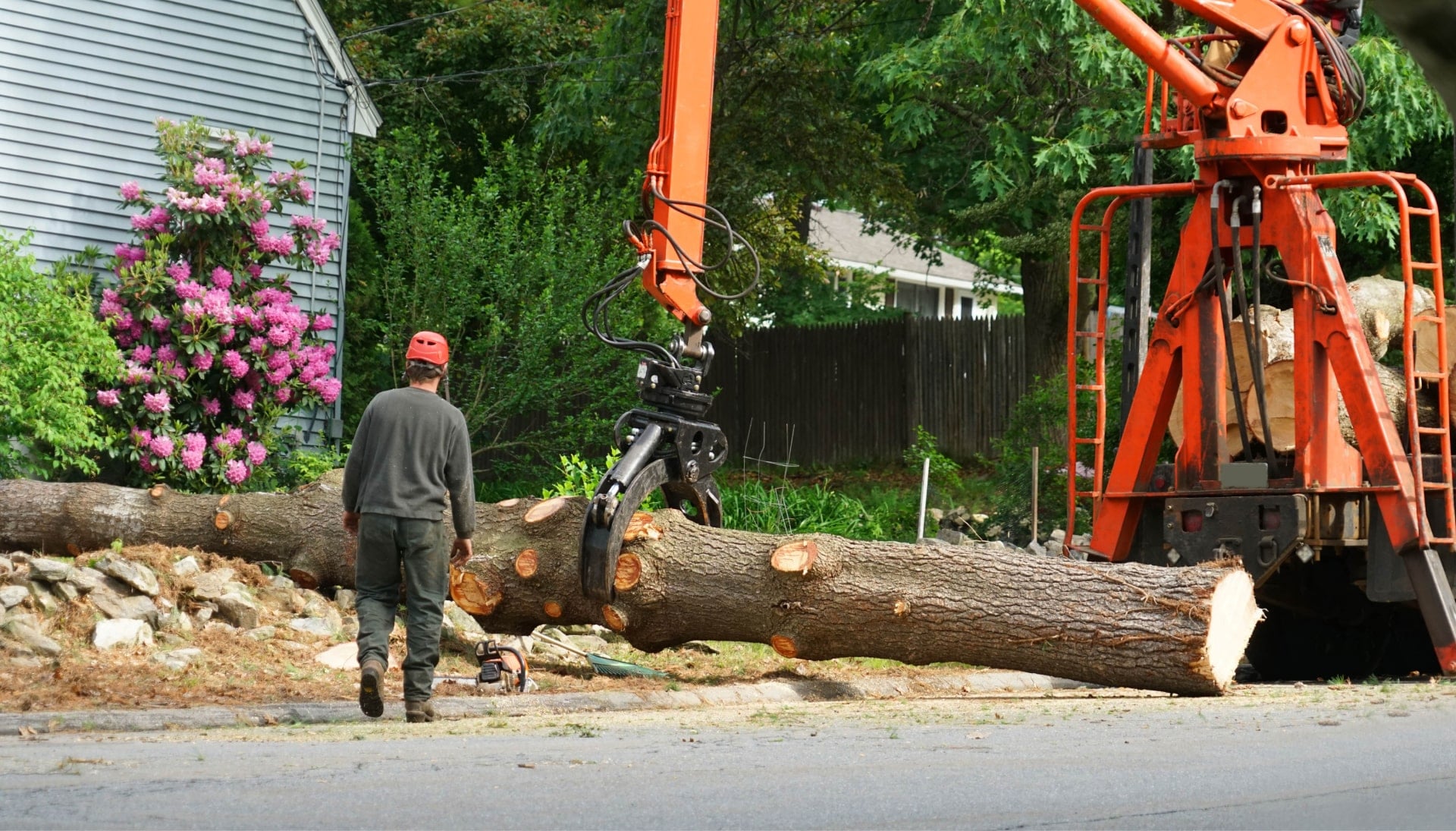 Heavy machinery is used to remove a tree after cutting in Bakersfield, CA.