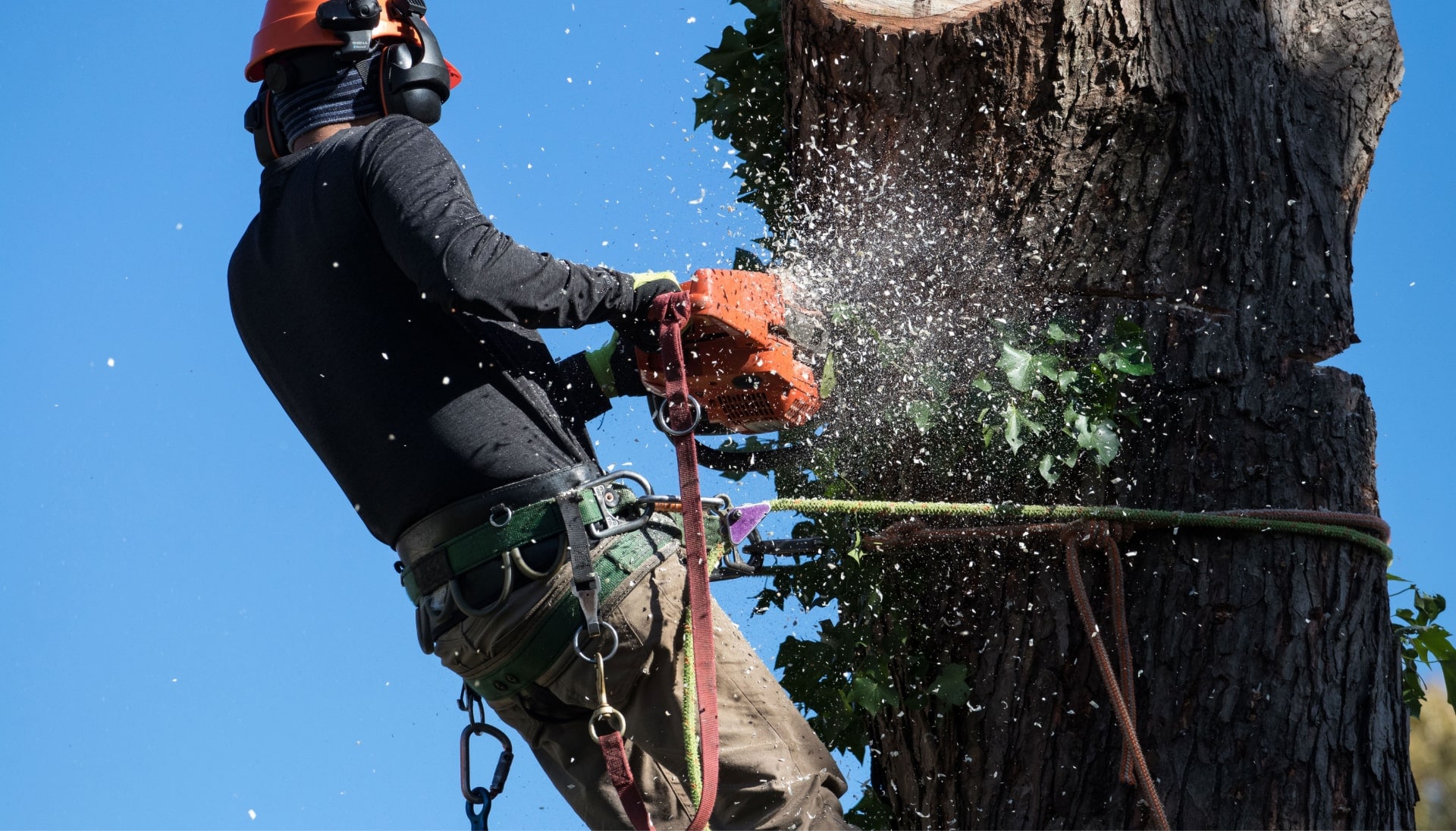 A professional tree removal expert removes a tree trunk from a Bakersfield, CA yard.